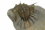 Rare, Psychopyge Termierorum Trilobite - Ofaten, Morocco #345188-4